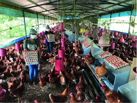 Arce Avícola, strengthening and diversifying egg production in Panamá