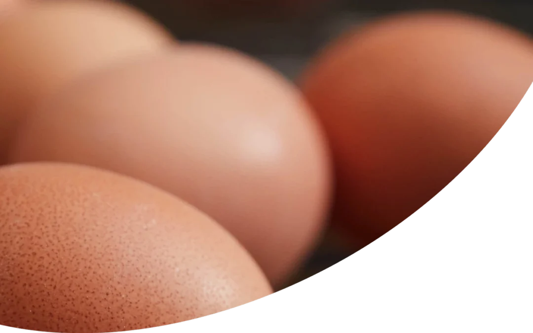 Fin des poules en cages : l&rsquo;aide des chercheurs