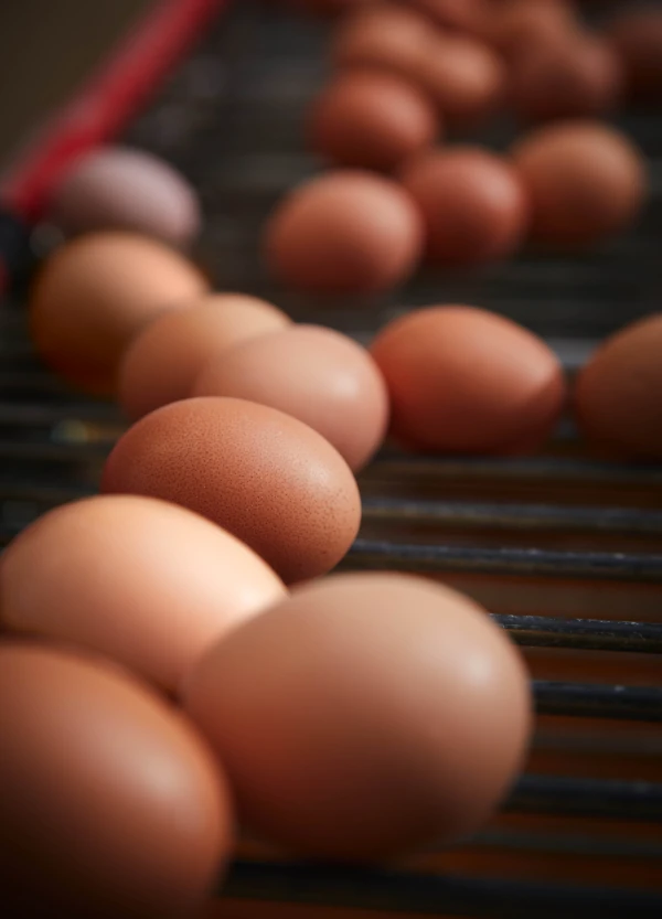 oeufs bruns