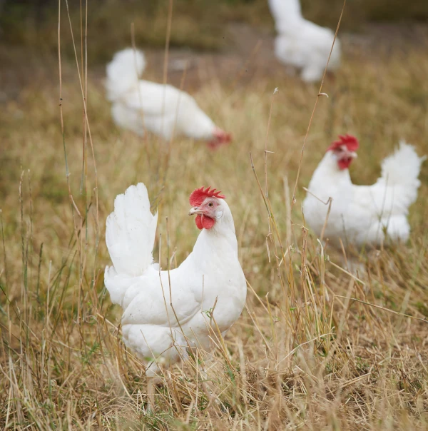 poules blanches dans un champ